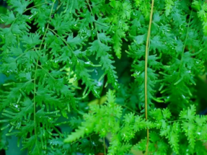 ����ɳ�ݵĹ�Ч ����ɳ���β�����