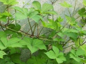 �����ٵĹ�Ч ����������θ��ʵ��