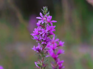 ëǧ���˵Ĺ�Ч ëǧ������������Ѫ��