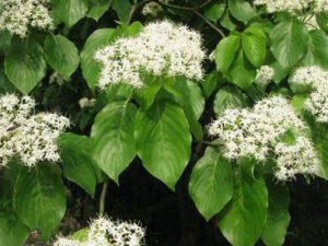 ë֦ҶĹЧ ë֦Ҷᴯ