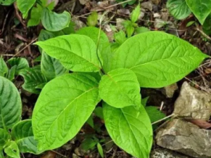 �����ݵĹ�Ч ���������ε�������