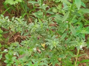 ľ�ʲݵĹ�Ч ľ�ʲ�����Ӹ��ʢ��