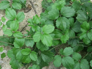 Ůή��ި�Ĺ�Ч Ůή��ި���ĸ�����