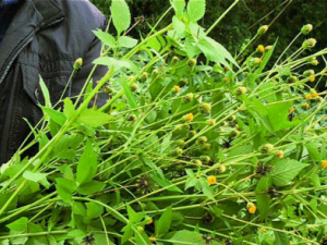 ճ�˲ݵĹ�Ч ճ�˲������ӹ��Ѵ�