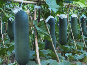 �������ݻ����ķ��� ��ʳ���ݲ������ö��ϰ�