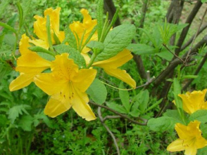 ��Ƥ���ǳԳ����� ��Ƥ��������ڶ������