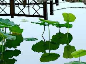 ܽޡɢ�Ĺ�Ч ܽޡɢ��Ѫ���ò�ֹ