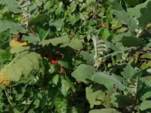 ë�ѵĹ�Ч ë��������