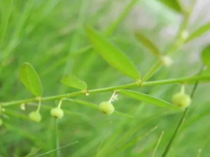 �۸̲ݵĹ�Ч �۸̲�����С��ʧ��