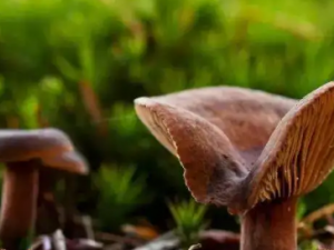 ĥ��ަ�Ĺ�Ч ĥ��ަ��������̵