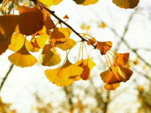 ���ӵĹ�Ч����  �����н�Ƣֹк�Ĺ�Ч