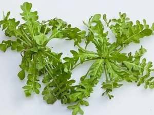 ���˵Ĺ�Ч���� ��������Ȼ֮����