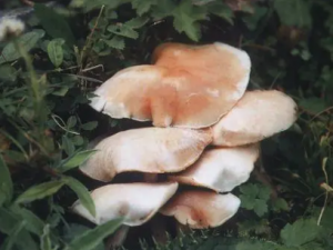 ����Ģ���Ĺ�Ч ����Ģ����С�㲻��