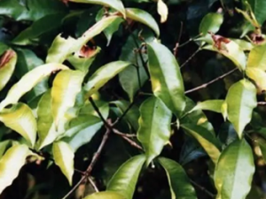 ����ľ�Ĺ�Ч ����ľ���ʺ���