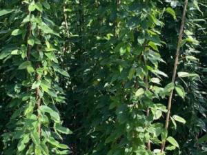 ����Ĺ�Ч ������������