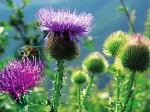 �����󼻵Ĺ�Ч ����������Ѫ