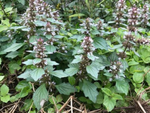 ��ص��Ĺ�Ч ��ص��α�������