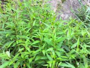 ���ӲݵĹ�Ч ���Ӳ����α�������