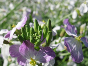 ������Ĺ�Ч ����������ʳ����