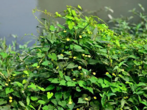 �������Ĺ�Ч ���������ڸ�ð