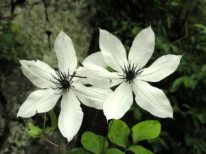 ������Ĺ�Ч ������������綾����