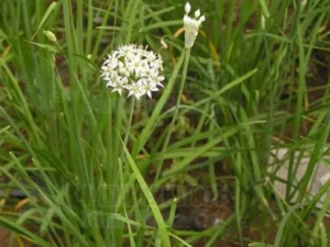 ��Ҷ�µĹ�Ч ��Ҷ��������ʹ