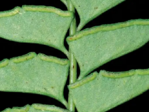 ��ʼާ�Ĺ�Ч ��ʼާ��С�㲻��