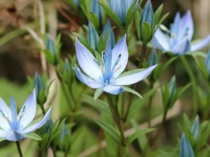 �������Ĺ�Ч ���������Ƹ��͸���