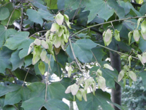 ����ͩ�Ĺ�Ч ����ͩ�ι��۵�����ʹ