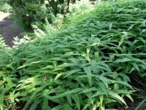 ��ݽ�ݵĹ�Ч ��ݽ����Ѫ������