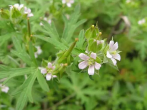 �ϺײݵĹ�Ч �Ϻײ����ڷ�ʪ��ʹ