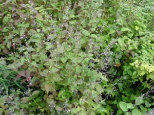 �������˵Ĺ�Ч �����������ڸ�ð�ʺ���ʹ