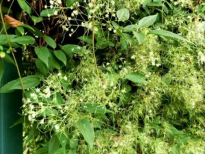 ��Ҷ�ٵĹ�Ч ��Ҷ��������θ��ʹ