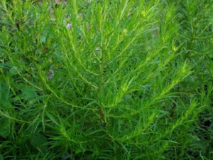 ��β����Ĺ�Ч ��β�����θ��͸�ʹ