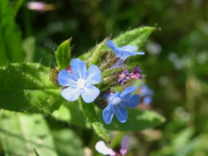 ���ϲݵĹ�Ч ���ϲ����δ���