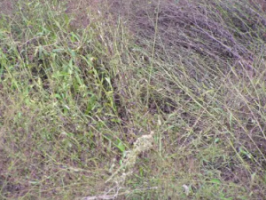 ���е��Ĺ�Ч ���е����½�����йк�����к