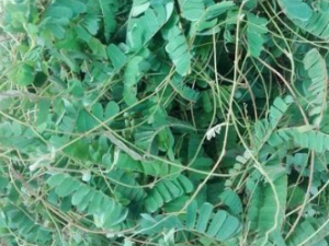 ���ǲݵĹ�Ч ���ǲ�����ʪ�Ȼ���