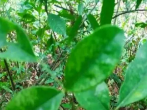 ��ָ���Ĺ�Ч ��ָ���ɻ�Ѫɢ��