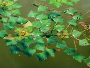 ��ٵĹ�Ч �����θ����