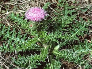 ���Ŵ̵Ĺ�Ч ���Ŵ���ʪ�Ȼ���