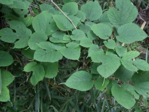 ��ɣ���Ĺ�Ч ��ɣ�������ȿ���