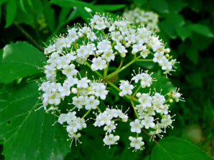 ���o�Ĺ�Ч ���o��С�����