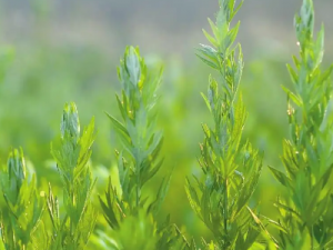 ������Ĺ�Ч ����������������