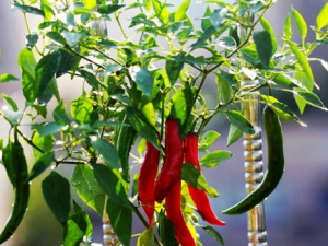 Ů�˳��������� �����Լ�������Щ�ô�