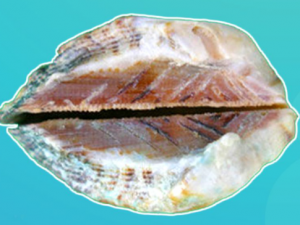 ����ɢ�Ĺ�Ч ����ɢ��С��������