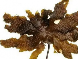 ������Ĺ�Ч �����������