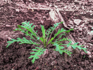 ���в˵Ĺ�Ч���� ���в˿����������