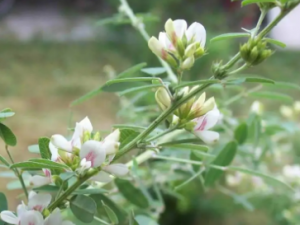 ��֦�ӵĹ�Ч���� ��֦����ô�Ը�Ӫ��