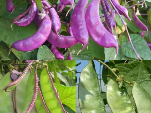 ü���Ĺ�Ч���� ü��������Ⱥ