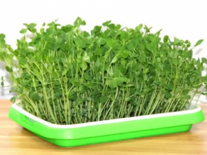 ѿ�˵Ĺ�Ч���� ѿ�˵�Ӫ����Ч